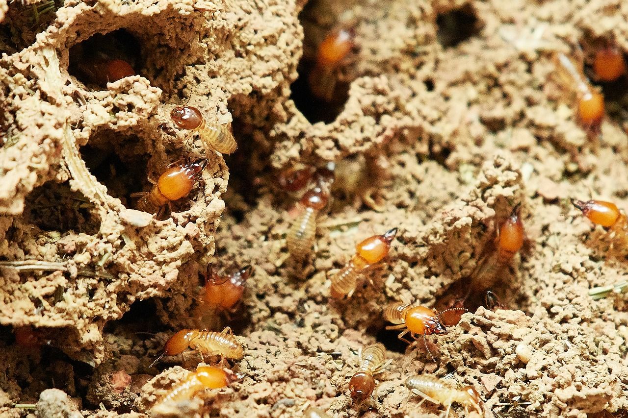 Las termitas ocupan un área inmensa de Brasil